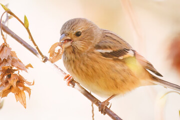食事中の可愛いベニマシコ（アトリ科）
英名学名：Long-tailed Rosefinch (Uragus...
