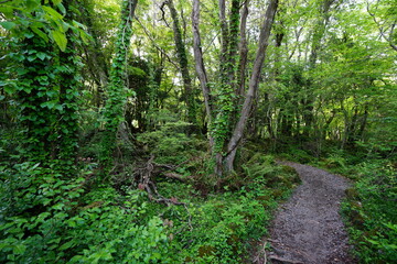 fine path in the fresh green forest