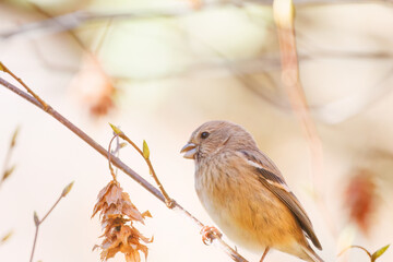 食事中の可愛いベニマシコ（アトリ科）
英名学名：Long-tailed Rosefinch (Uragus sibiricus)
紅葉が美しい。
神奈川県清川村、早戸川林道-2024年
