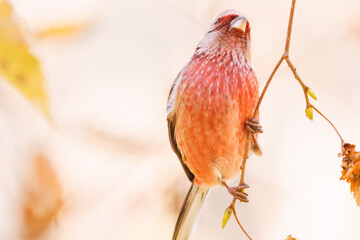 食事中の可愛いベニマシコ（アトリ科）
英名学名：Long-tailed Rosefinch (Uragus sibiricus)
紅葉が美しい。
神奈川県清川村、早戸川林道-2024年
