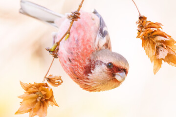 食事中の可愛いベニマシコ（アトリ科）
英名学名：Long-tailed Rosefinch (Uragus...