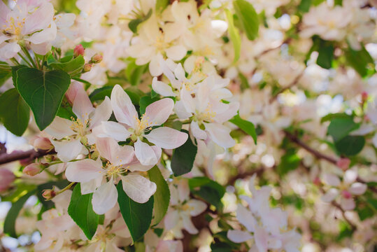 Close up of crabtree blossoms