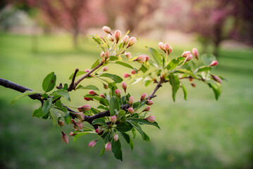 Crabtree branch ready to blossom