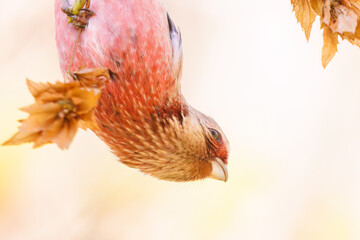 食事中の可愛いベニマシコ（アトリ科）
英名学名：Long-tailed Rosefinch (Uragus...