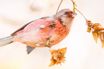 食事中の可愛いベニマシコ（アトリ科）
英名学名：Long-tailed Rosefinch (Uragus...