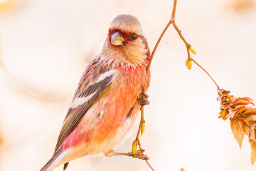 食事中の可愛いベニマシコ（アトリ科）
英名学名：Long-tailed Rosefinch (Uragus sibiricus)
紅葉が美しい。
神奈川県清川村、早戸川林道-2024年

