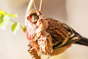 食事中の可愛いベニマシコ（アトリ科）
英名学名：Long-tailed Rosefinch (Uragus...