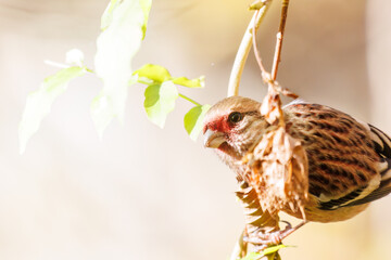 食事中の可愛いベニマシコ（アトリ科）
英名学名：Long-tailed Rosefinch (Uragus sibiricus)
紅葉が美しい。
神奈川県清川村、早戸川林道-2024年
