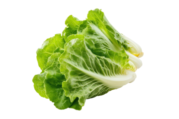 Fresh crisp romaine lettuce head on transparent background for healthy salads and organic vegetable ingredients.