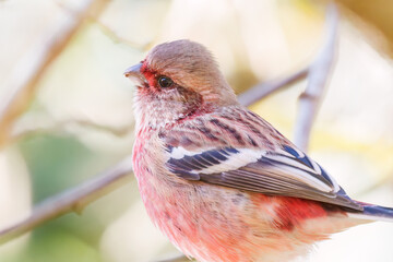食事中の可愛いベニマシコ（アトリ科）
英名学名：Long-tailed Rosefinch (Uragus sibiricus)
紅葉が美しい。
神奈川県清川村、早戸川林道-2024年
