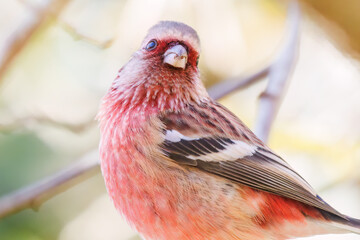 食事中の可愛いベニマシコ（アトリ科）
英名学名：Long-tailed Rosefinch (Uragus sibiricus)
紅葉が美しい。
神奈川県清川村、早戸川林道-2024年
