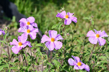 タウリック・ロックローズ　Rockrose