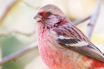 食事中の可愛いベニマシコ（アトリ科）
英名学名：Long-tailed Rosefinch (Uragus sibiricus)
紅葉が美しい。
神奈川県清川村、早戸川林道-2024年
