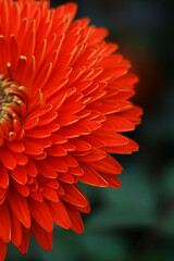 A blooming red gerbera daisy


