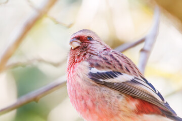 食事中の可愛いベニマシコ（アトリ科）
英名学名：Long-tailed Rosefinch (Uragus sibiricus)
紅葉が美しい。
神奈川県清川村、早戸川林道-2024年
