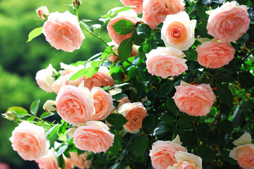 Pink roses under the sunlight