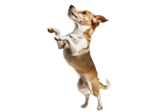 Happy jumping dog with transparent background: american staffordshire terrier leaping with joy