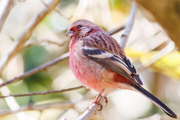 食事中の可愛いベニマシコ（アトリ科）
英名学名：Long-tailed Rosefinch (Uragus sibiricus)
紅葉が美しい。
神奈川県清川村、早戸川林道-2024年
