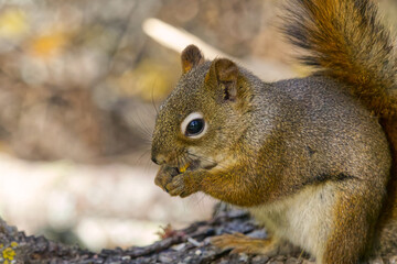 Close up of Red Squirrel