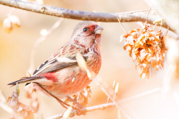 食事中の可愛いベニマシコ（アトリ科）
英名学名：Long-tailed Rosefinch (Uragus...
