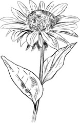 Highly detailed sunflower along with its leaves