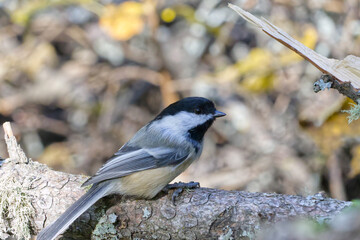 Close up of Black-capped Chickadee