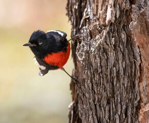 bird on tree
