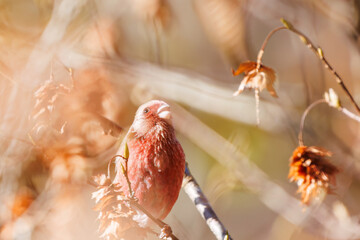 食事中の可愛いベニマシコ（アトリ科）
英名学名：Long-tailed Rosefinch (Uragus sibiricus)
紅葉が美しい。
神奈川県清川村、早戸川林道-2024年
