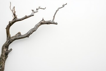 Dry, gnarled tree branch against a seamless white background. Perfect for nature designs, backgrounds, or adding text and elements.