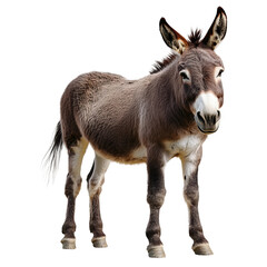 Obraz premium realistic portrait of a donkey showing its teeth in a funny expression