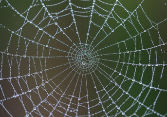 Water droplets glisten on a spider web.