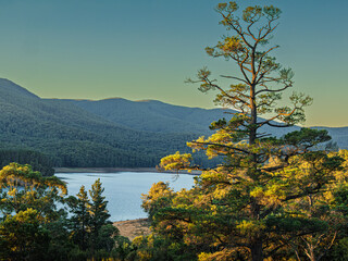 Naklejka premium Late Afternoon Lakeside Tree View