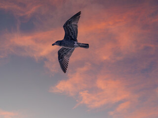 Pacific Gull Under Sunset Clouds
