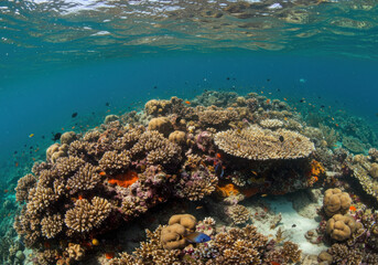 Fototapeta premium Colorful coral reef in the Great Barrier Reef with diverse marine life and crystal-clear water.