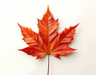 Red Maple Leaf Isolated on White Background Autumnal Season