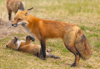 Red Fox And Pup