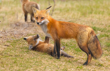 Red Fox And Pup