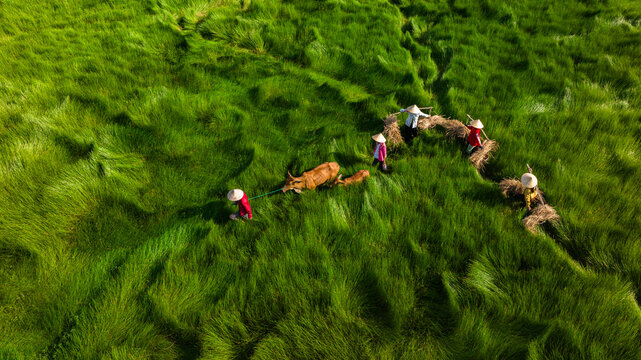 Sedge farmers are on their way home and cross their sedge fields.