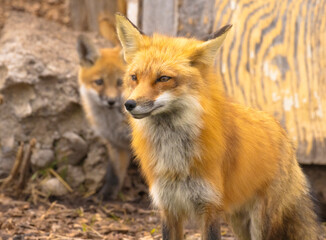 A Close Up Of A Male Fox