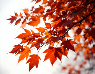 Close Up of Orange Leaves on Branch Against a White Background