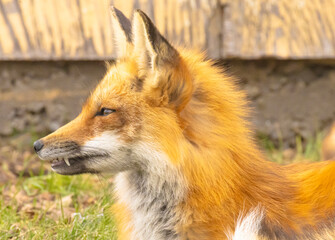 A Close Up Of A Male Fox