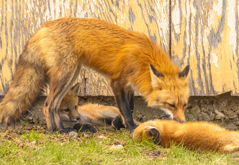 Red Fox Family