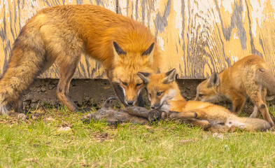 Red Fox Family With Prey
