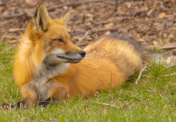Male Red Fox