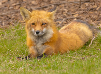 Red Fox Sitting And Looking