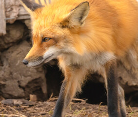 Male Red Fox Looking Into The Distance