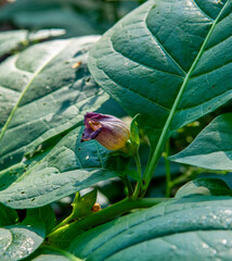 Flowers of Atropa belladonna, commonly known as belladonna or deadly nightshade.