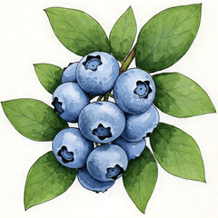 A watercolor style illustration of ripe blueberries on a leafy branch with a white background