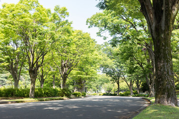 新緑の公園