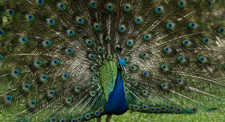 Obraz premium Peacock Displaying Feathers on Green Grass in Nature
